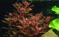 Preview: Rotala macrandra - Japanischer Rotweiderich / Dichtblättrige Rotala 1-2-Grow!